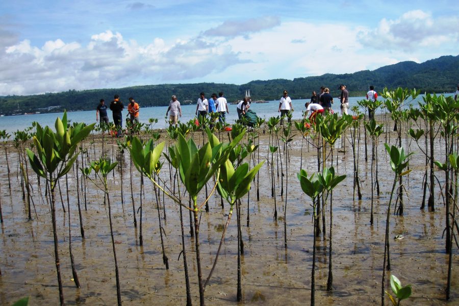 A group of volunteers plant young mangrove seedlings in a tidal mudflat along the Indonesian coast, with green forested hills and a bay visible in the background.