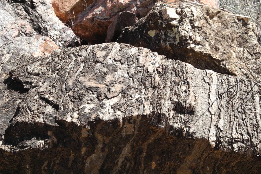 Fossil stromatolites in a block of Bass Limestone, in Grand Canyon National Park, Arizona.