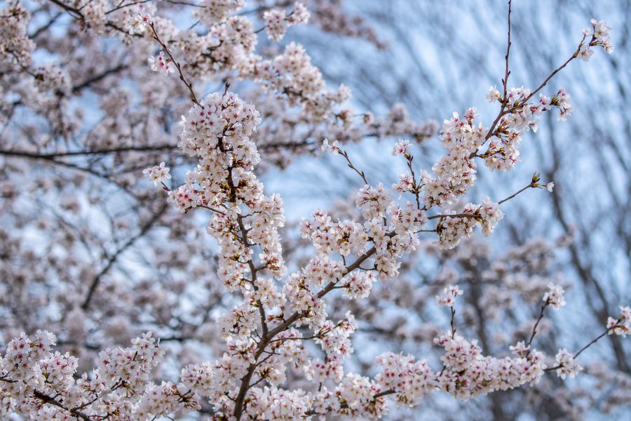 The branch of a cherry tree in bloom showing the pink and white cherry blossoms against a blue sky background.